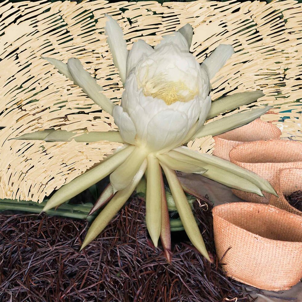 Byredo Night Veils Vanille Antique